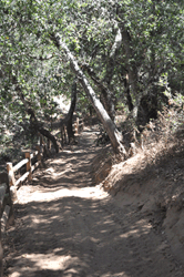 Coyote Trail Restoration Project Photo