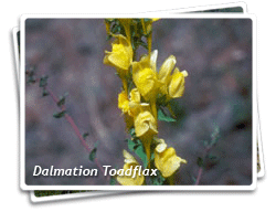 Dalmatian Toadflax Photo