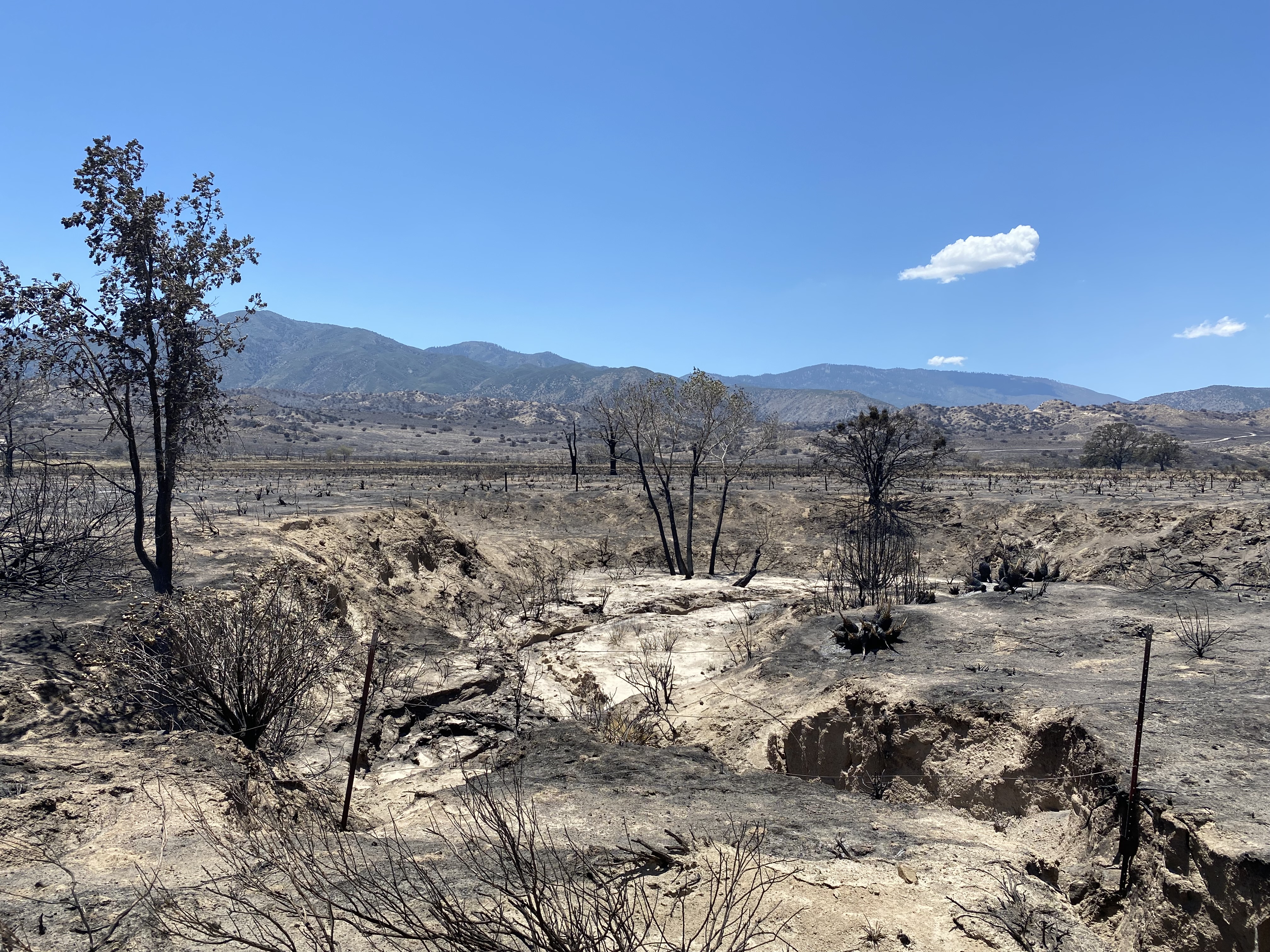 Post Fire burn scar at Hungry Valley SVRA