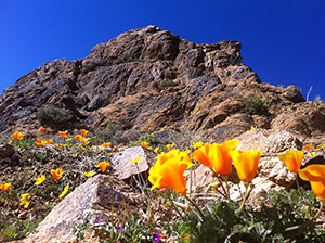 Photo of Sugar Loaf area